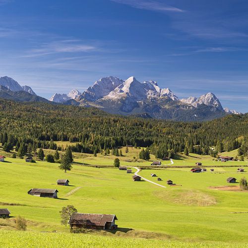 Bultrugweiden tussen Mittenwald en Krün, Werdenfelser Land, met daarachter de Zugspitze