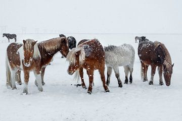 Kleine paarden uit IJsland van Chantal CECCHETTI