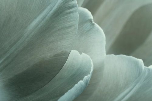 Élégante tulipe blanche