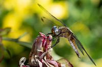 Libelle in summer