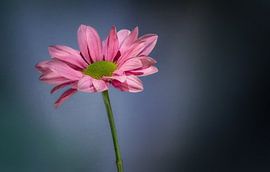 Chrysant