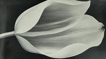 De witte tulp van Franka Poulain