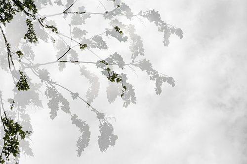 I stand in your Schadow