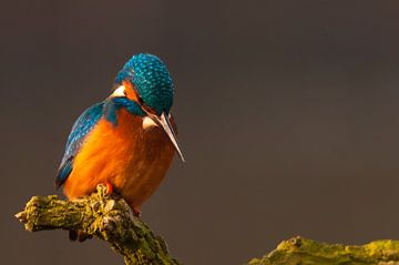 IJsvogel gouden uur... van Hermen van Laar