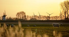 Ochtendlicht met schapen en windmolens by Percy's fotografie