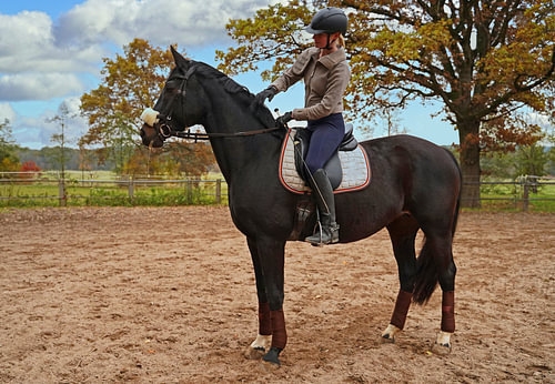 Training met het Beierse zwarte paard Baveria op een rijbak in de herfst