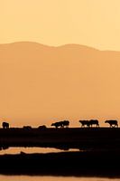 Les buffles d'eau au coucher du soleil