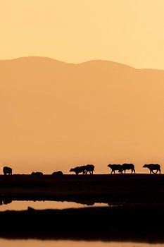 Wasserbüffel bei Sonnenuntergang