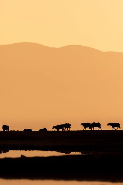 Water buffalos at sunset by Kars Klein Wolterink