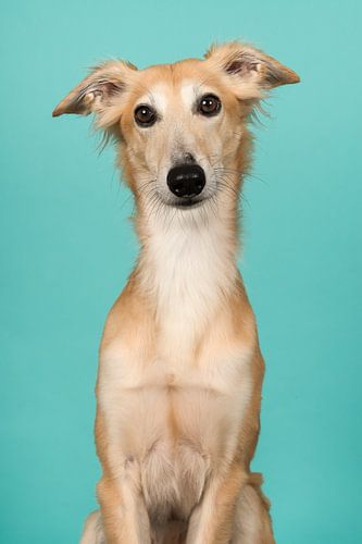 Silken windsprite portret