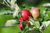 an apple a day keeps the doctor away van Henk de Boer thumbnail