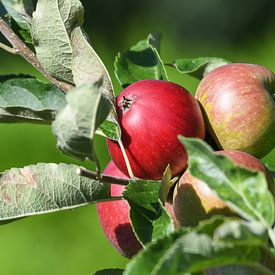 an apple a day keeps the doctor away van Henk de Boer