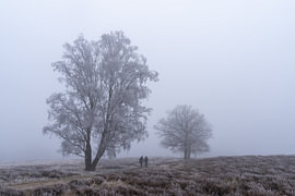 Ein Spaziergang an einem kalten, nebligen Morgen von Johannes Jongsma