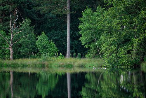 Sunset Dwingelderveld - Drenthe (Netherlands)