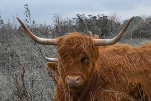Schottische Highlander aus nächster Nähe