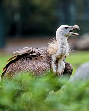 white-backed vulture by Detlef Schöler Fotografie