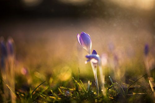 Crocus