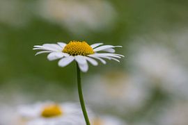 margriet von ton vogels
