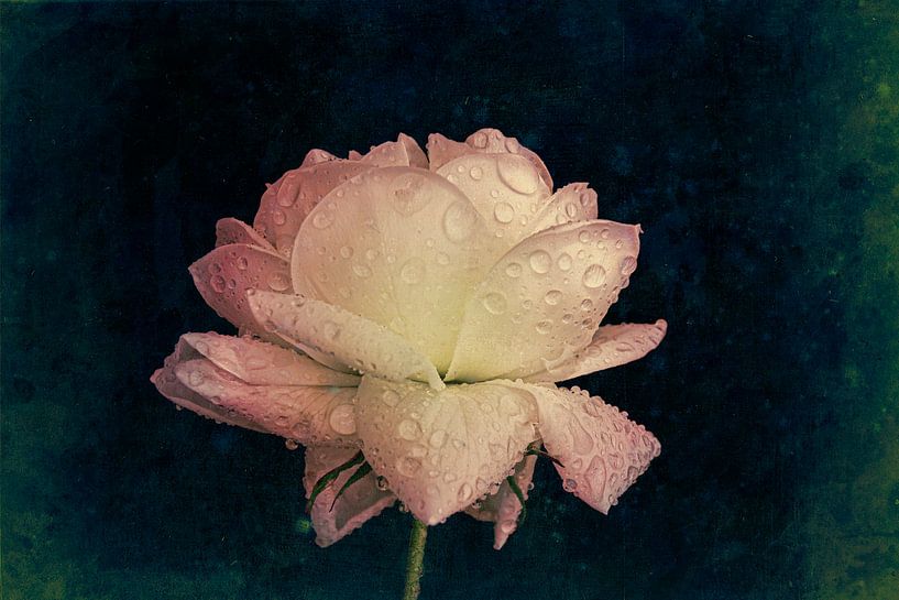 Feuchtrosen-Fantasie von Ribbi