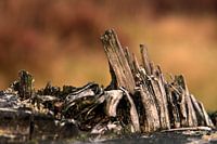 Wood @ Noorderheide