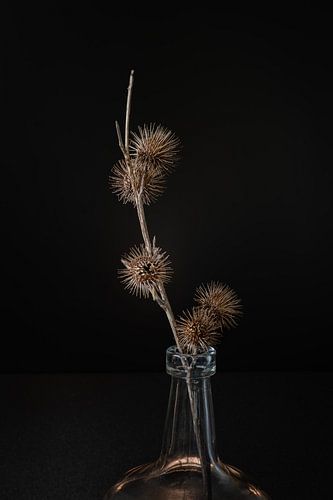 Thistle in vase