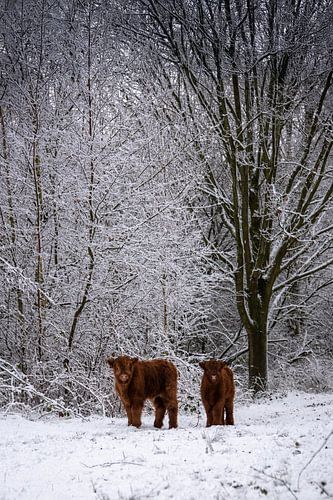 Nieuwsgierige Schotse Hooglander kalfjes...