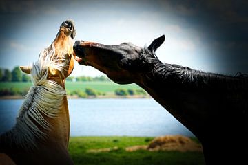Zoff auf der Weide? Pferdedrama auf Poel? von Jürgen Hüsmert