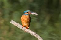 Un martin-pêcheur avec un beau poisson