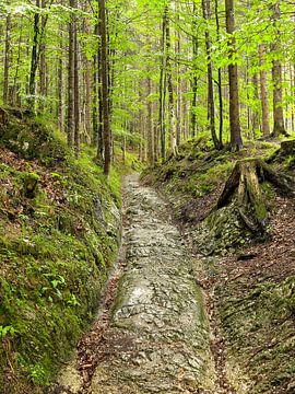 Römische Straße im Wald bei Mittenwald