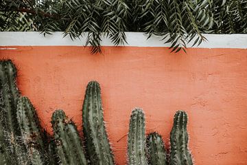 Cactussen voor roze muur in Willemstad