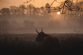 Highlander cow sunrise by Roos Zanderink