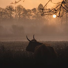 Highlander cow sunrise