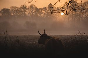 Hooglander koe zonsopgang van Roos Zanderink