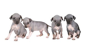 Panorama van vier American Hairless Terrier puppies of Amerikaanse naakthonden tegen witte achtergro van Leoniek van der Vliet