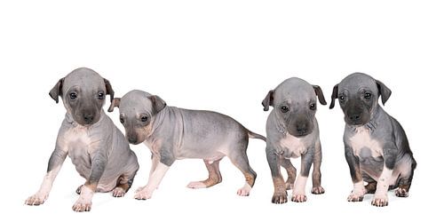 Panorama van vier American Hairless Terrier puppies of Amerikaanse naakthonden tegen witte achtergro