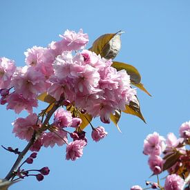Frühlingsblüte von Jodi van Dam
