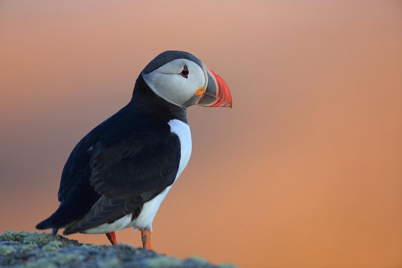 Macareux moine ou macareux moine, Fratercula arctica, Norvège par Frank Fichtmüller
