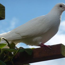 Witte duif von Marie Stortenbeken