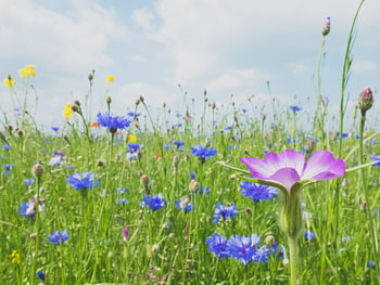 Wilde Lente