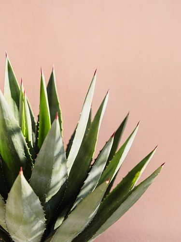 Cactus in Marokko