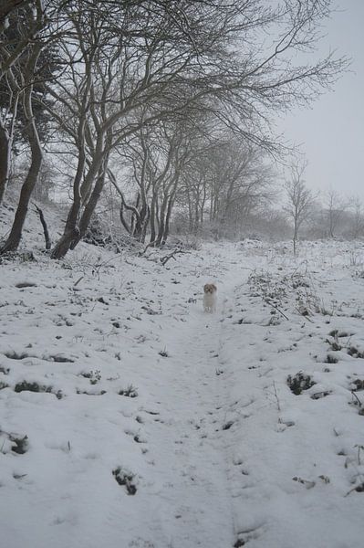 Hund im Schnee von Inge Schoonenberg