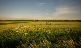 Des céréales dorées dans le Noordpolder de Groningue sur Bo Scheeringa Photography