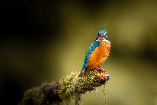 De ijsvogel die je recht aankijkt
