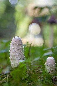 Schopf-Tintling (Coprinus comatus)