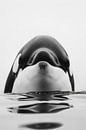 Orca von Poster Art Shop Miniaturansicht