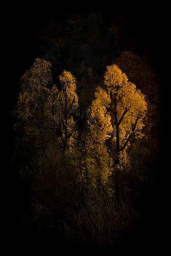 Herfstbomen in Gouden Gloed tegen Donker Bos