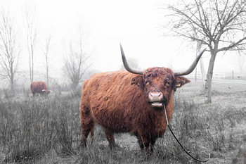 Schotse Hooglander (2) 1van3