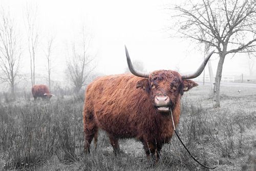 Schotse Hooglander (2) 1van3