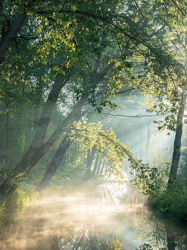 Atmospheric forest scene by Elise van den Boogaart