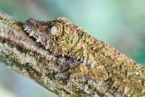 Close up camouflage sur Dennis van de Water